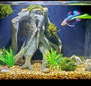 New And Used Fish Tank Decorations For Sale In Raleigh Nc Offerup
