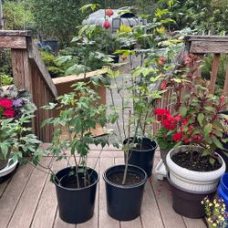 Common Name Is Red Tiger.