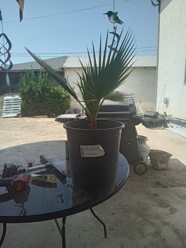Mexican Fan Palm