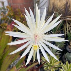 Large White Epiphyllum 