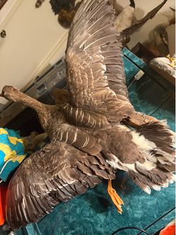 each geese mouse 120 each Ducks and geese mounts that’s $80 each geese mouse 120 each