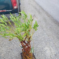 Braided Dappeled Willow Tree