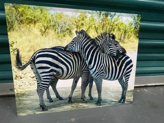 Animal picture