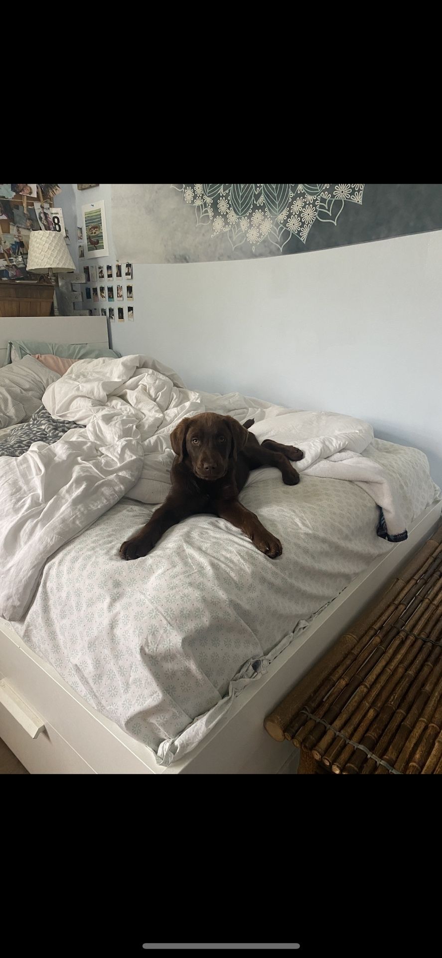 FREE White IKEA Bed Frame (Queen)