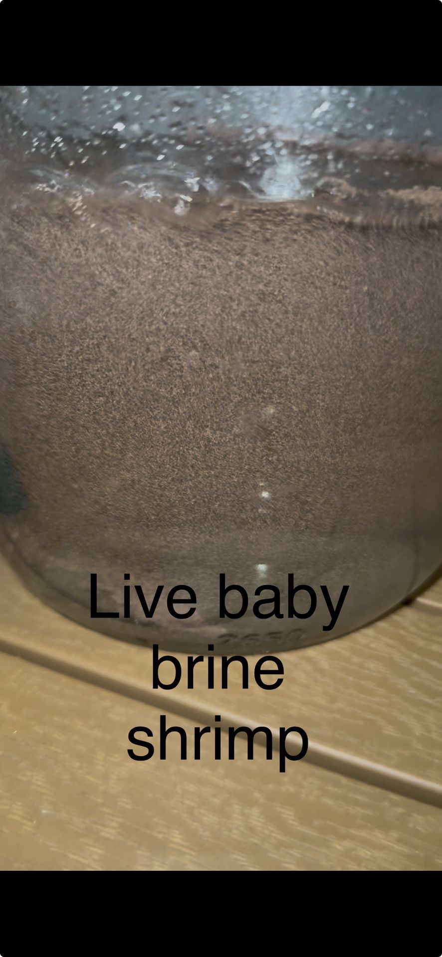 Live Baby Brine Fish Food