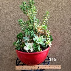 Fresh Succulent Arrangements