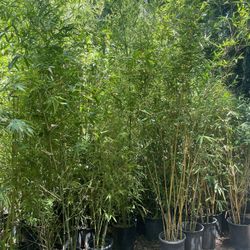 5 Gallon Size- Bamboo Plants- Approximately 4-6 Feet Tall- Multiple Varieties Available 