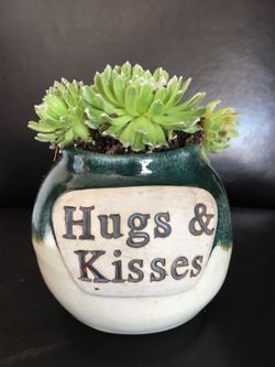 Real live succulents make great gifts