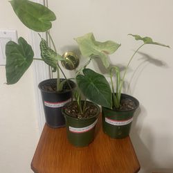 Indoor Plants $20 