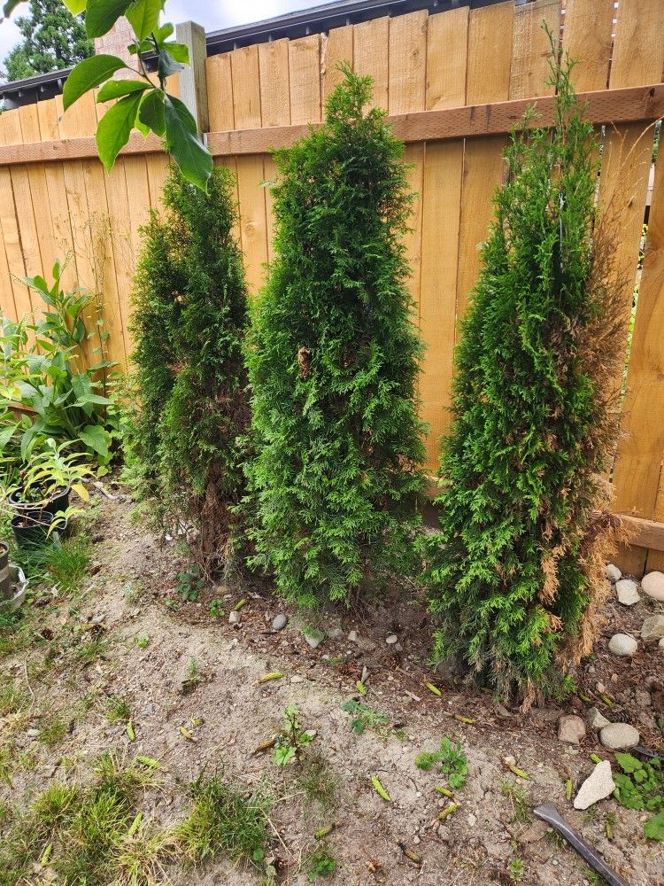 Free Pine Trees