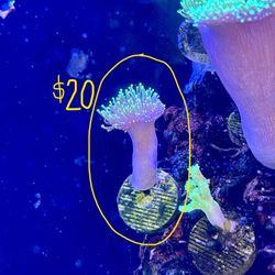 Salt Water Fish Tank Decorations 