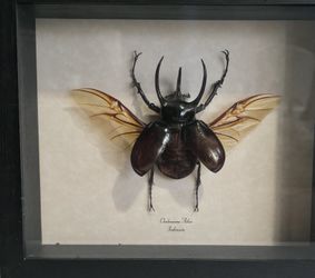 Atlas Beetle - "Black Rhinoceros Beetle" Framed Display