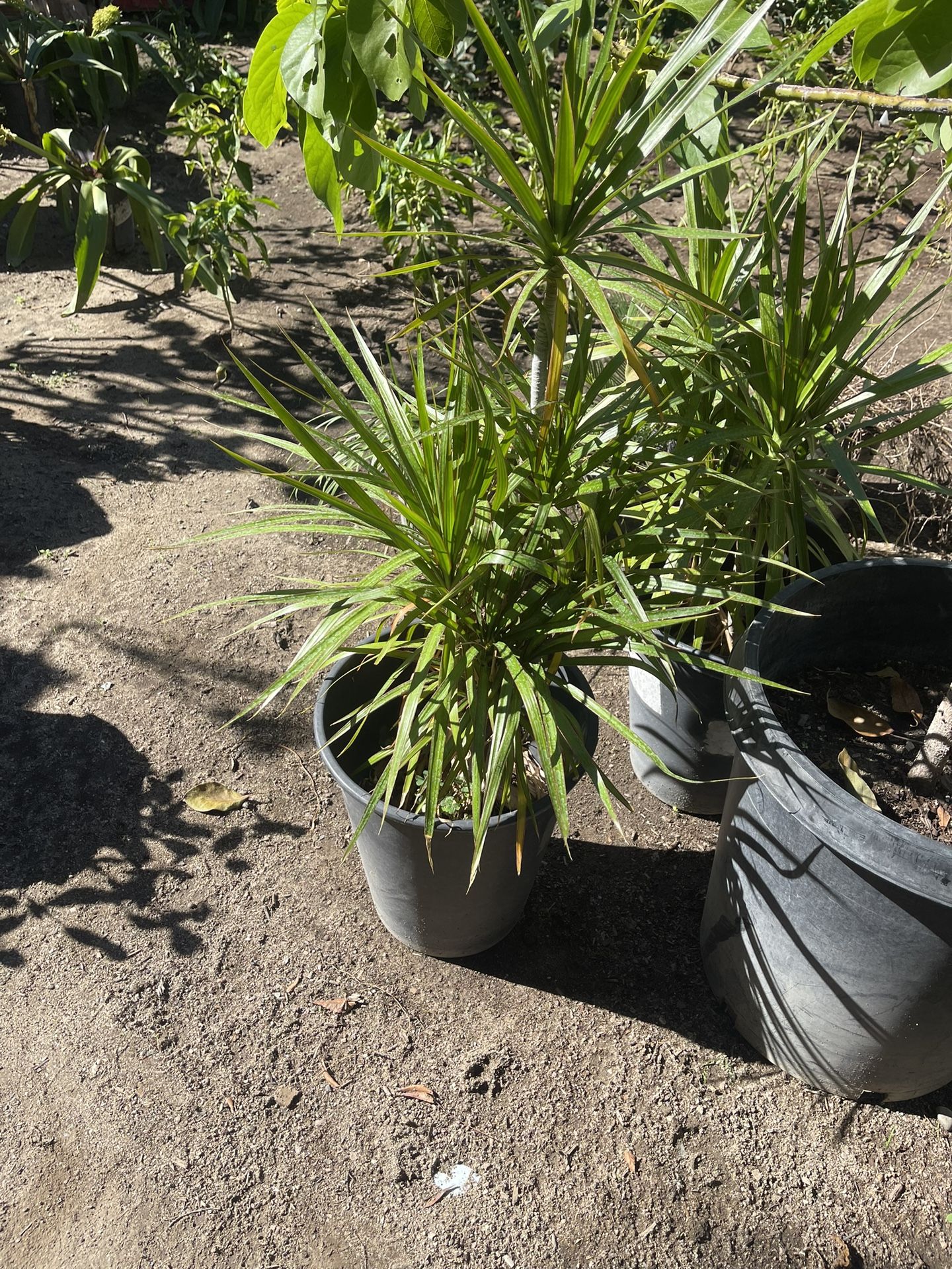 Dragon Palms ready to go home only two remain