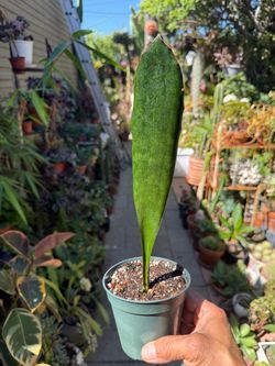 Whale Fin Snake Plant - Sansevieria Masoniana
