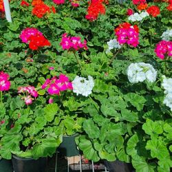 Geranios 1gallon 1ft Tall Diferentes Colores 