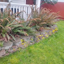Western Sword Ferns