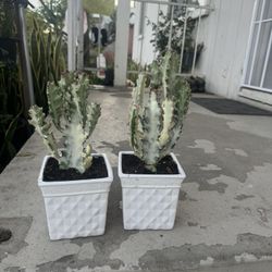 Rare Ghost Cactus In Ceramic Pot 40$ Each