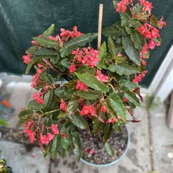 Large Begonia Red Flowers Full Shade Plant, In 5 Gallons Pot Pick Up Only