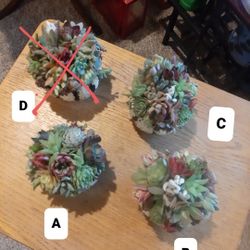 Mini Pumpkins With Succulents $20 Each