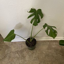 Monstera Plant 