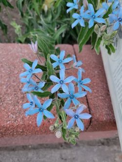 Blue milkweed tweedia