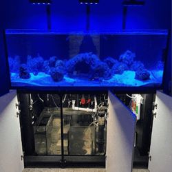 culture water Spacious Full-Sized Aquarium – A Stunning Focal Point for Your Space