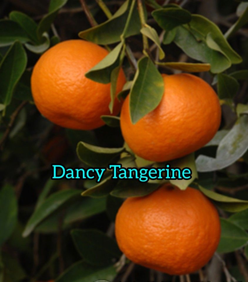 Dancy Tangerine Grafted Dwarf Trees In 7gal Arboles De Mandarina Dancy Injertado En 7gal