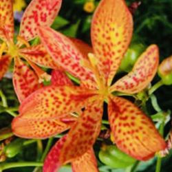 20 Leopard Lily Seeds