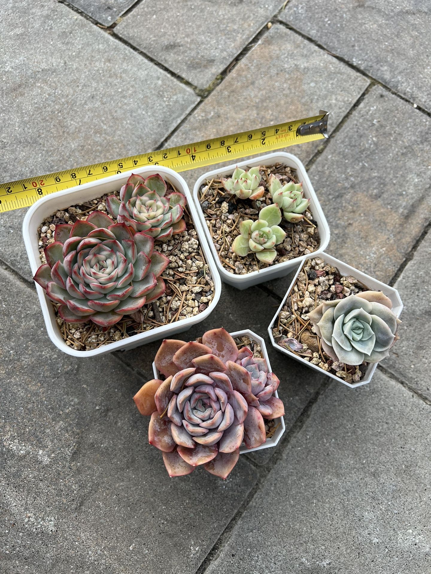 4 succulents