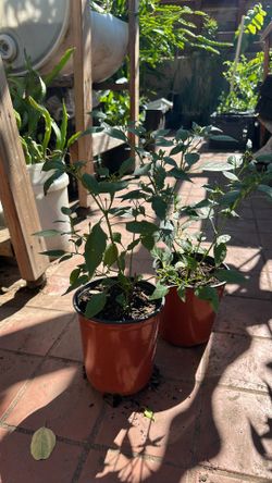 Thai Chili Plant