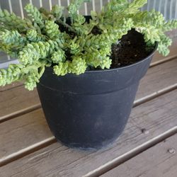 Succulent 