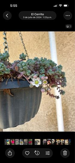 Sedum dasyphyllum