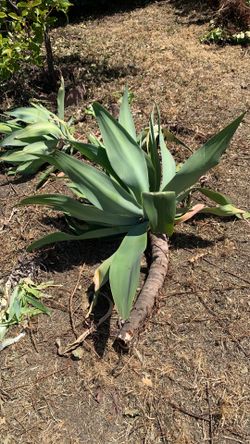 foxtail agave plant
