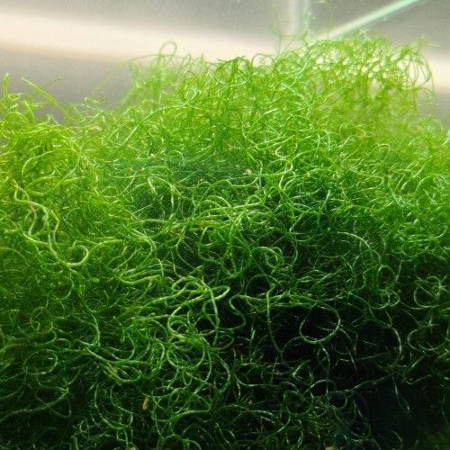 Chaeto Macro Algae