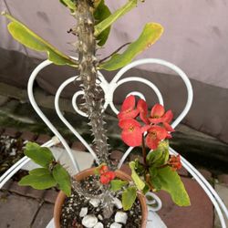 Corona De Cristo