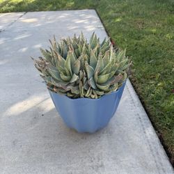 Beautiful Plant With Pot