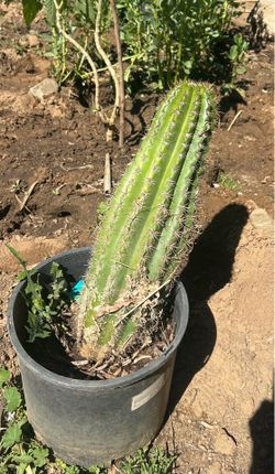 Fat Cactus Plant