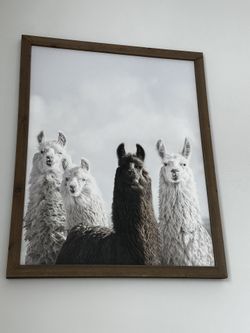 Llama Wall Art