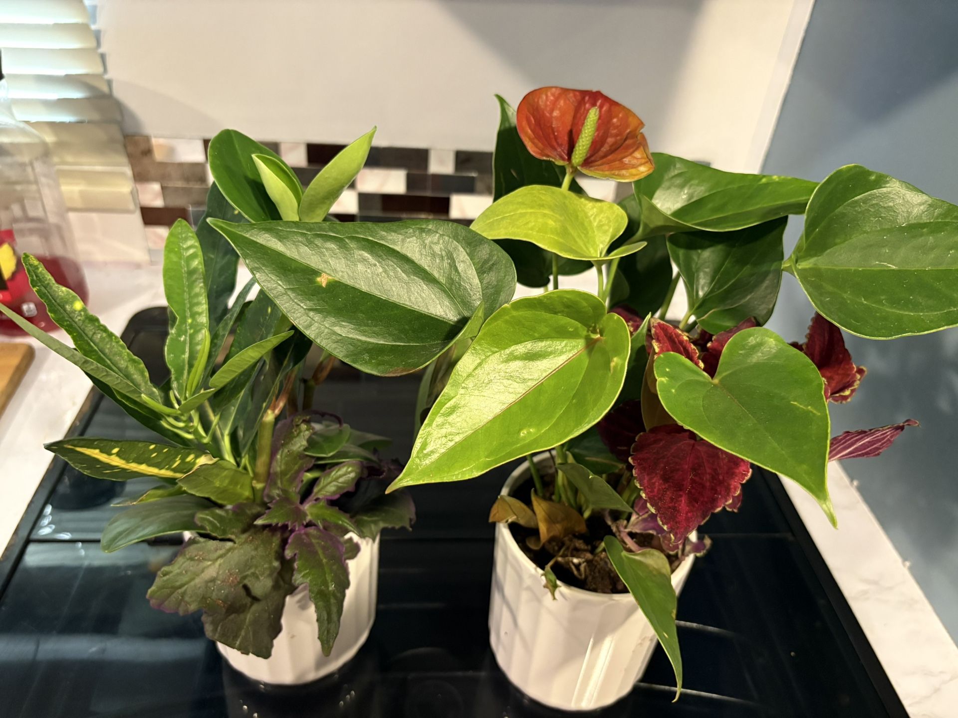 Plants With Pots