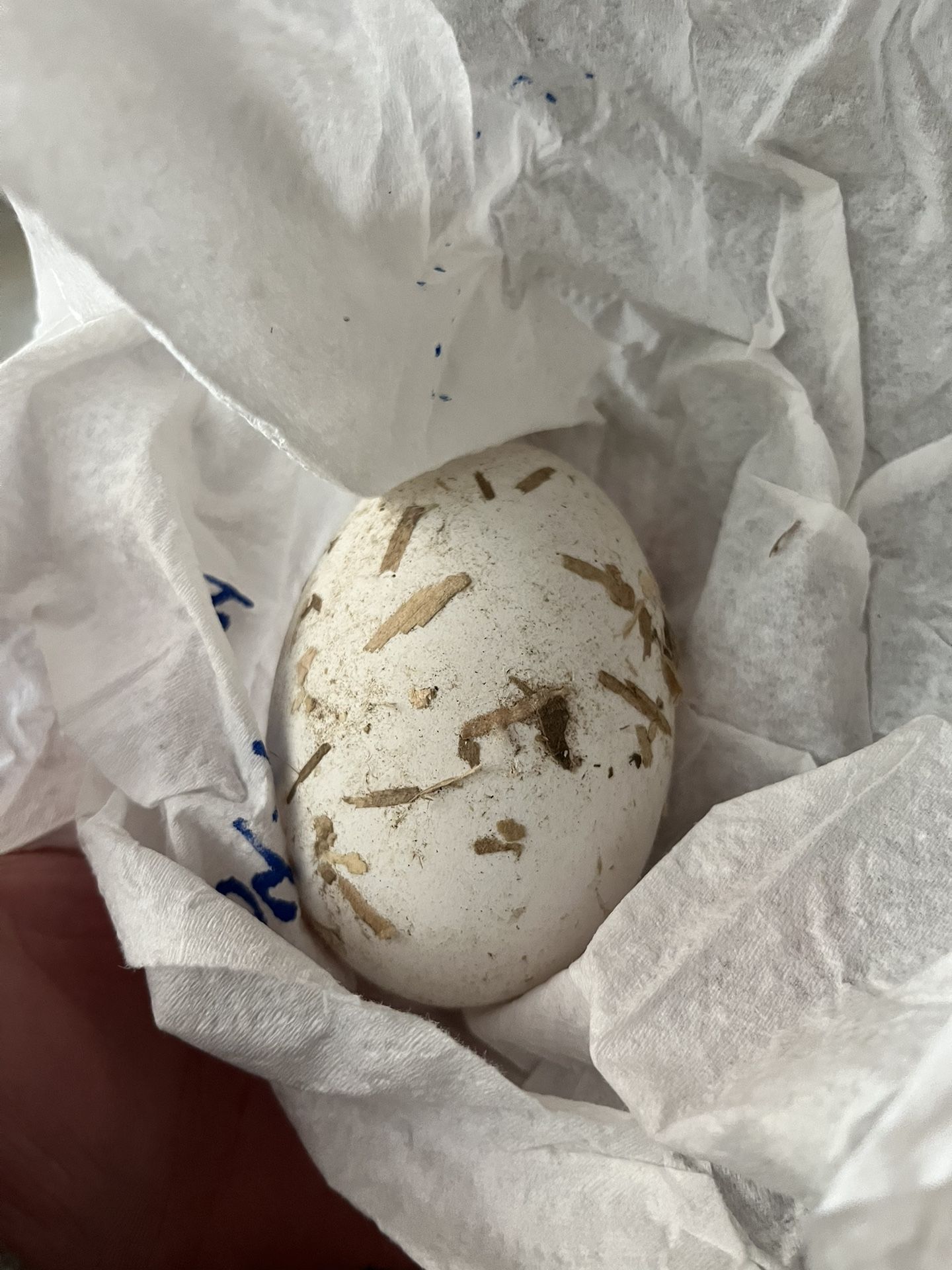 Farm Fresh Duck , Geese And chicken Eggs