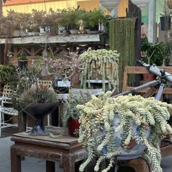 Hanging Succulents In The Plastic Pots 