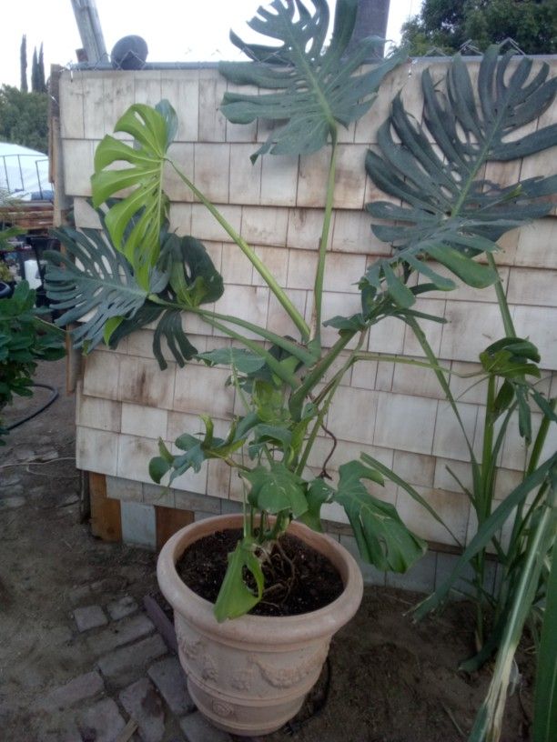 Very LG Monstera Plant