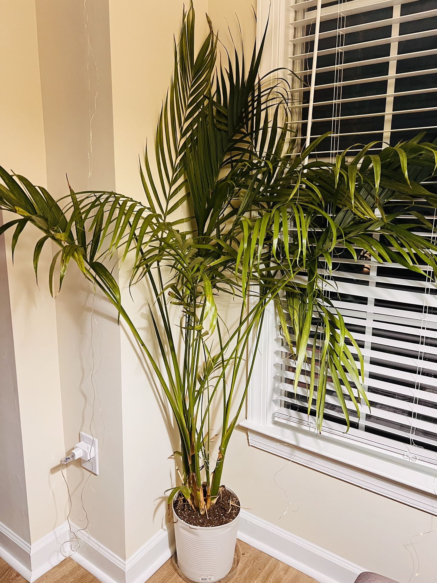 Real Cat palm tree , 2 Qty