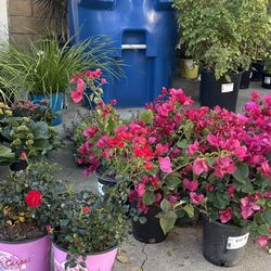 Beautiful Plants For Sale!!🌳🌱🪴🌸🌼