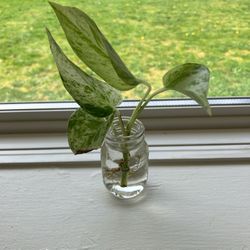 Queen Marble Pothos Propagation