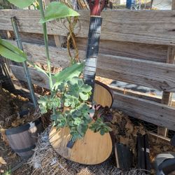 Guitar Succulent Creation
