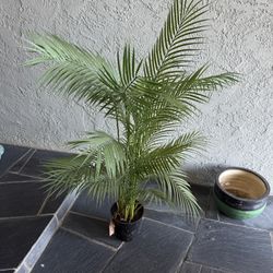 Artificial plant 