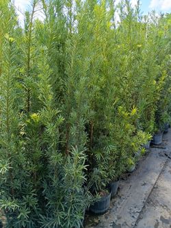 Podocarpus over 5 to 7 feet tall instant privacy hedge for fence minimum qty 30+