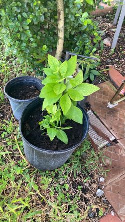 Plantas 🪴