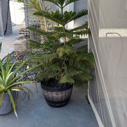 Norfolk Island Pine Tree